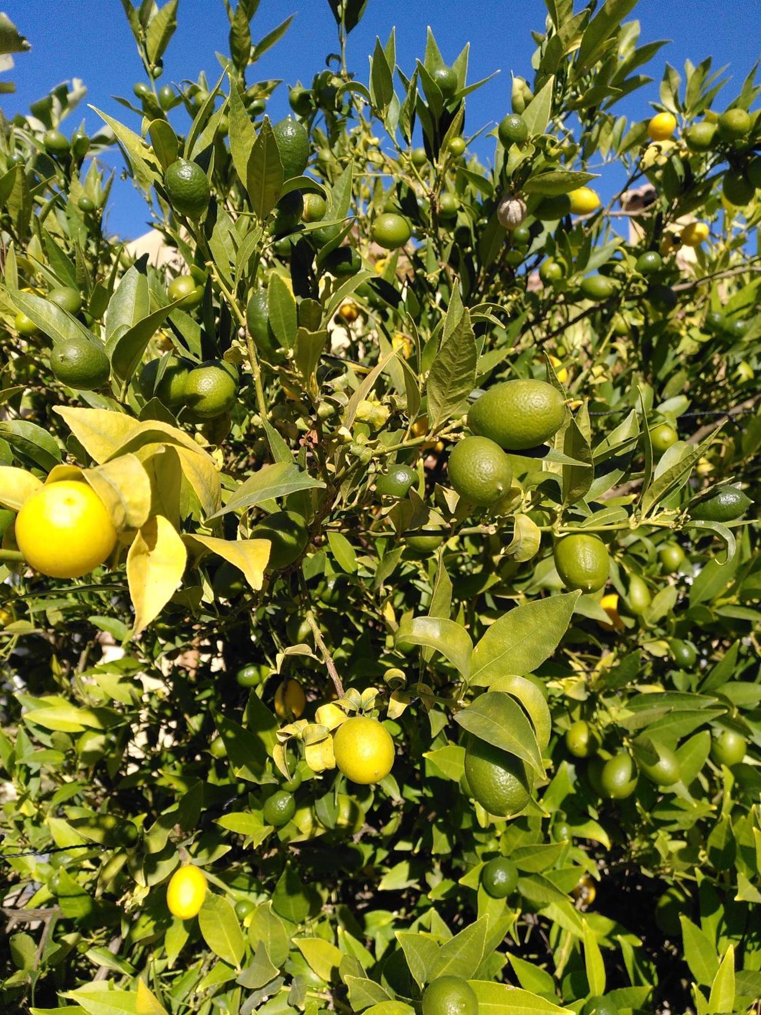 Finca Caracol Bolulla المظهر الخارجي الصورة
